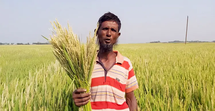 হাওরে বন্যার আগেই ঘরে উঠবে ধান, বাকৃবি গবেষকদের সফলতা