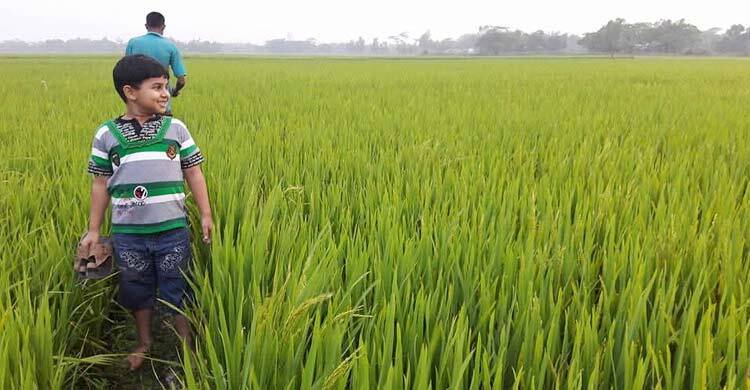 আগাম বন্যার ঝুঁকি, হাওরে বোরো নিয়ে শঙ্কা