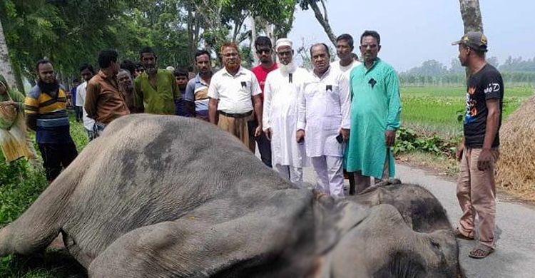 সড়কে মৃত হাতি ফেলে পালালেন মাহুত
