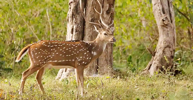 দলছুট হরিণ জবাই করে মাংস ভাগ করলেন ইউপি সদস্য