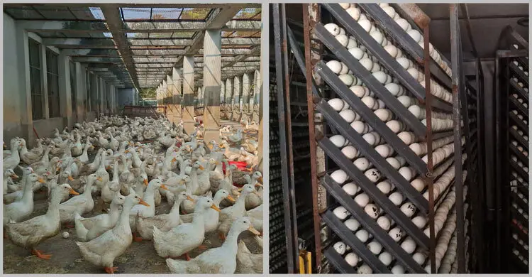 লবণাক্ত পানিতে নষ্ট হচ্ছে কোটি টাকার ইনকিউবেটর