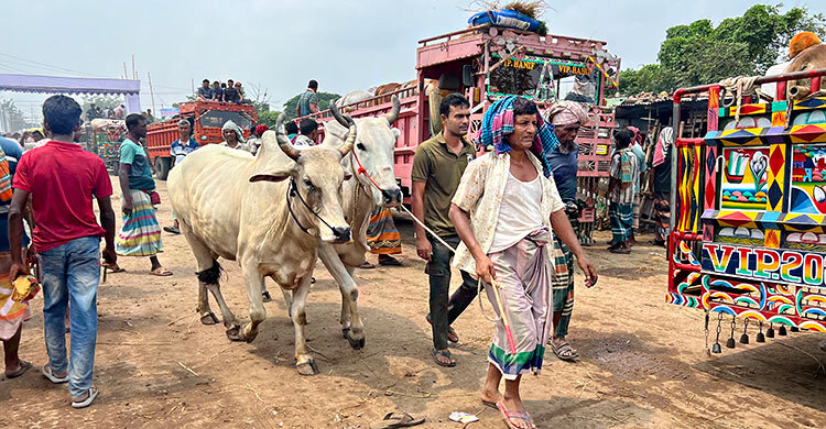 হাটে বাড়ছে ভারতীয় গরু, শঙ্কায় খামারিরা