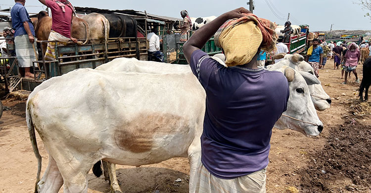 হাটে বাড়ছে ভারতীয় গরু, শঙ্কায় খামারিরা