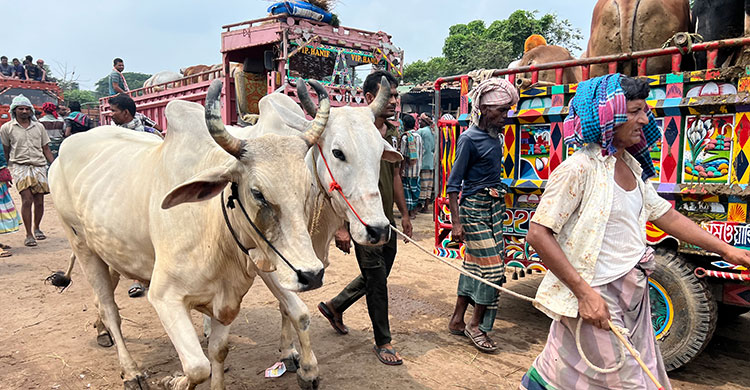 হাটে বাড়ছে ভারতীয় গরু, শঙ্কায় খামারিরা