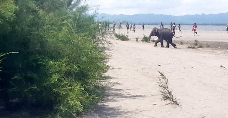 নদী সাঁতরে মিয়ানমার থেকে টেকনাফে এলো বাচ্চা হাতি