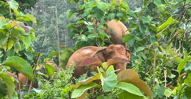 মানুষের সঙ্গে ‘সংঘাতে’ হেরে যাচ্ছে রাঙ্গামাটির হাতি