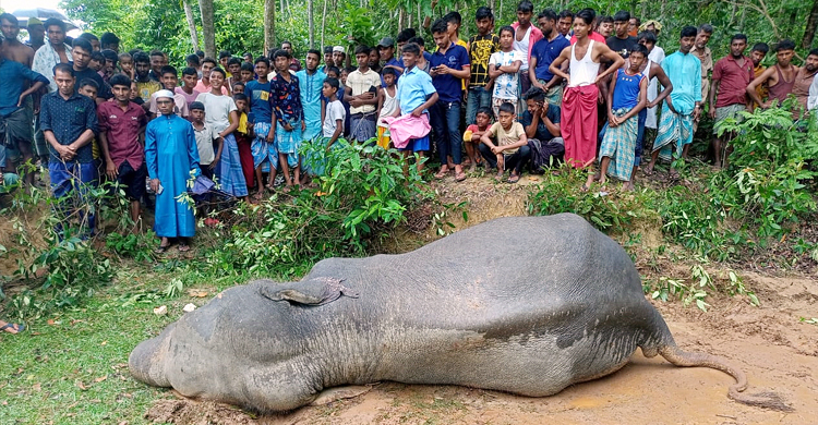 পাহাড় থেকে নেমে আসা অসুস্থ হাতির মৃত্যু