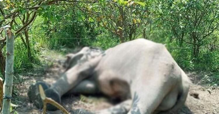 টেকনাফের গহিন পাহাড়ে হাতির মৃত্যু