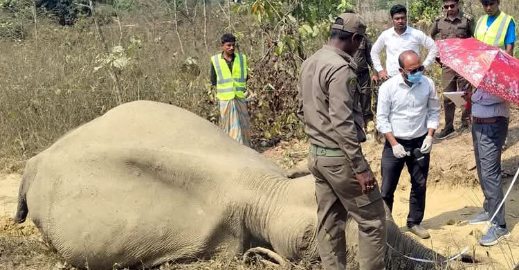 উখিয়ার গহীন পাহাড়ে হাতির মৃত্যু