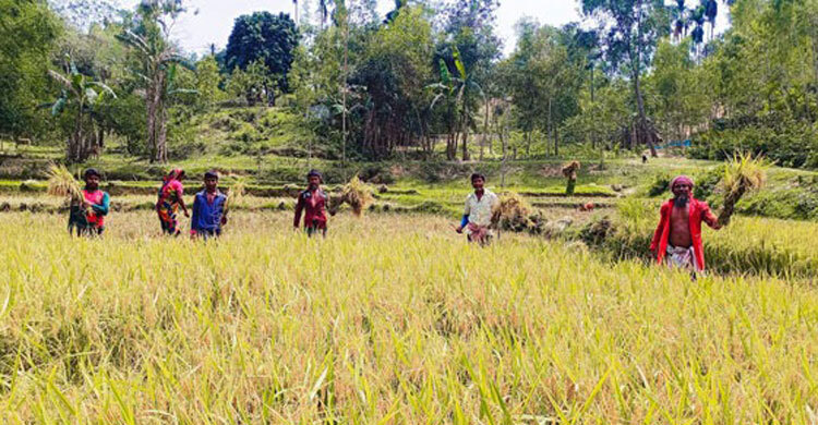 বন্যহাতির তাণ্ডব, আতঙ্কে আধাপাকা ধান কাটছেন চাষিরা