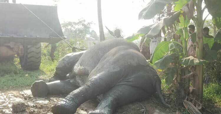 সিলেটে খাদে পড়ে থাকা পোষা হাতি উদ্ধার