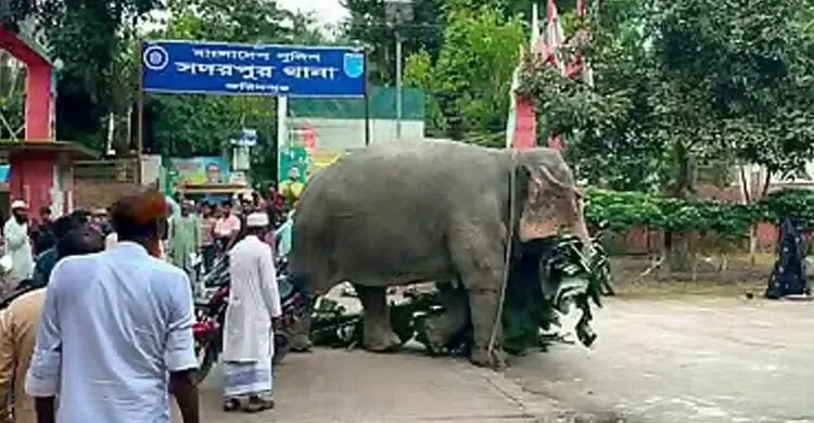 আদালতের সিদ্ধান্তে অপরাধী হাতি ফিরে যাচ্ছে মালিকের কাছে