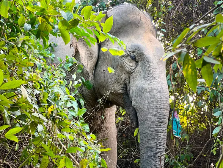 মানুষের সঙ্গে ক্রমাগত সংঘাতের মুখে পড়ে পার্বত্য জেলা রাঙ্গামাটিতে চরম অস্তিত্ব সংকটে পড়েছে এশীয় মহাবিপন্ন প্রজাতি বন্যহাতি। আবাসস্থল ধ্বংস
