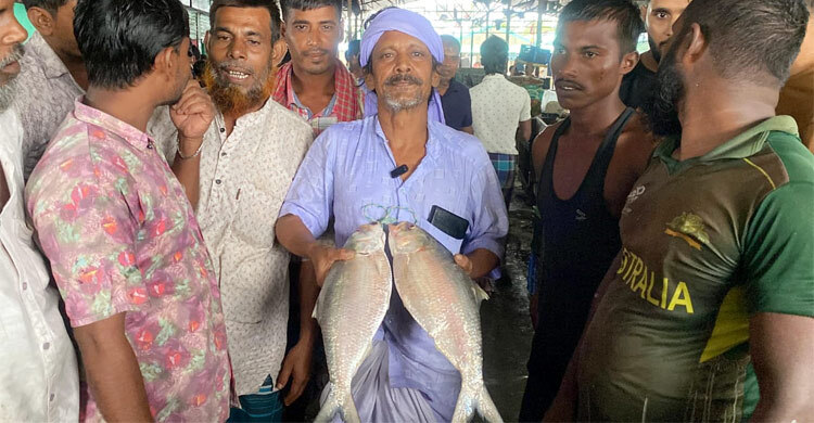 নোয়াখালীতে সাড়ে ১১ হাজারে বিক্রি হলো এক জোড়া ইলিশ