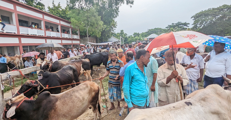 গরুর দামে খুশি বিক্রেতা, নারাজ ক্রেতা