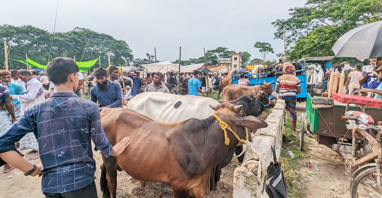 গরুর দামে খুশি বিক্রেতা, নারাজ ক্রেতা