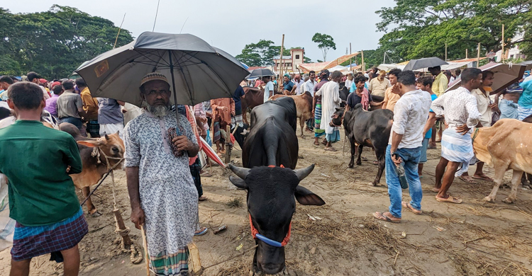 গরুর দামে খুশি বিক্রেতা, নারাজ ক্রেতা