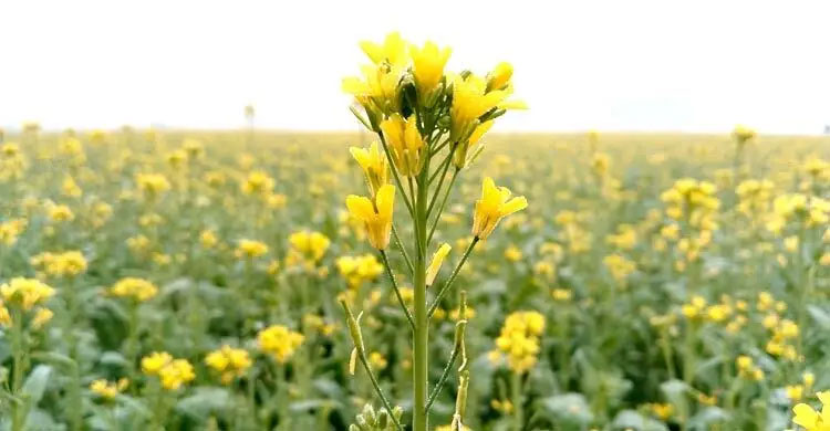 সরিষা ফুলের স্বাস্থ্য উপকারিতা