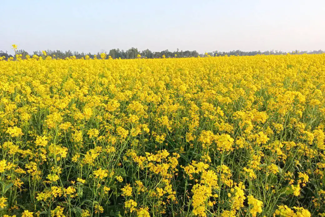 সরিষা ফুলের স্বাস্থ্য উপকারিতা