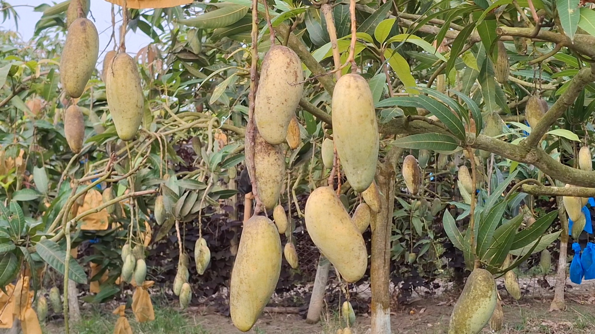 mango