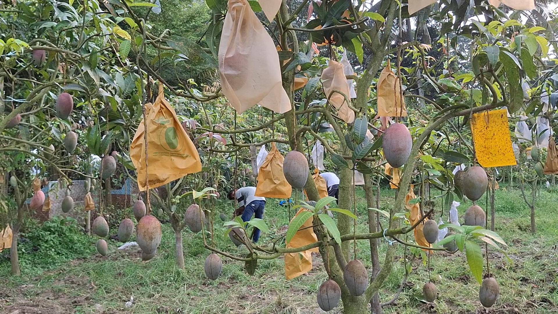 mango