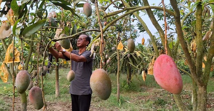 চাঁদপুরে ৭৫ জাতের বিদেশি আম চাষে সফল হেলাল উদ্দিন