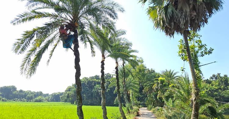 হেমন্ত এসে গেছে গ্রামের উঠানে