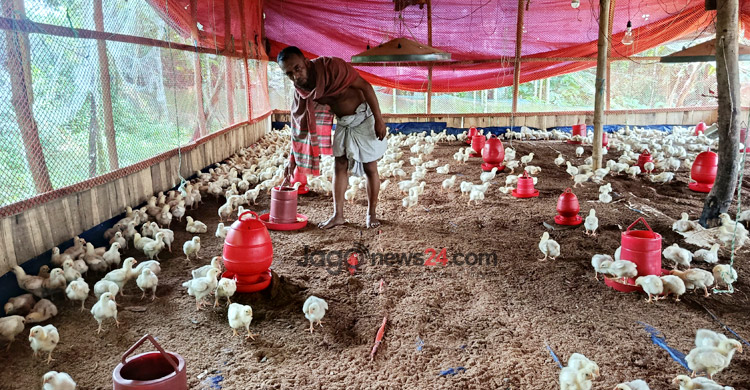 মুরগির খামারে মোশারেফের মাসে আয় লাখ টাকা