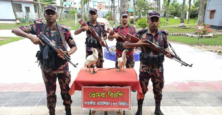 সীমান্তে বিজিবির হাতে দুই ফাইটার মোরগ জব্দ