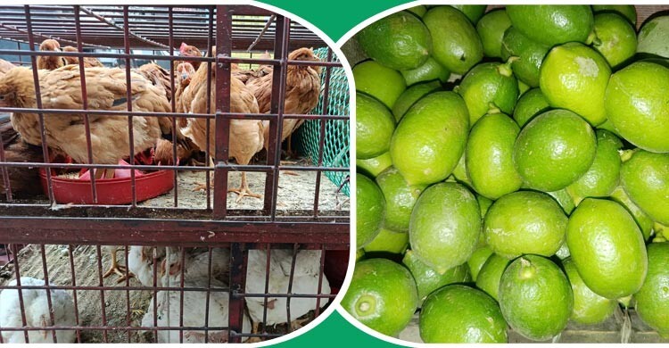 মুরগির দাম কিছুটা বেড়েছে, লেবুর হালি ৬০ টাকা