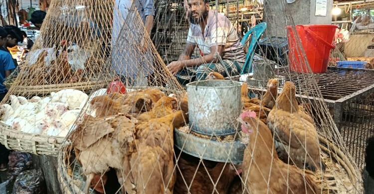 ঈদের আগে বাজারে মুরগির দাম চড়া