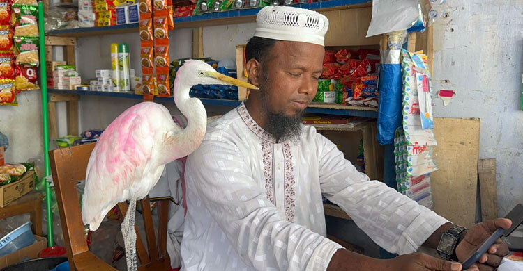 বাউফলের হেমায়েতের বক অসুস্থ হলে খায় প্যারাসিটামল!