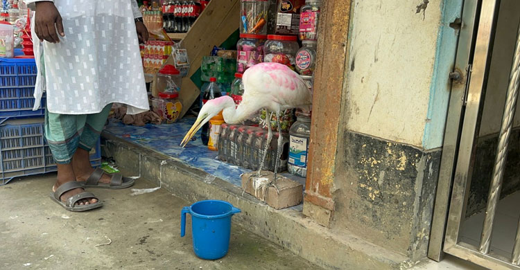 পটুয়াখালী