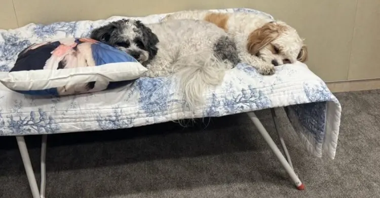 যুদ্ধের সময় কমান্ড সেন্টারে কুকুরের সঙ্গে থেকেছেন মার্কিন রাষ্ট্রদূত