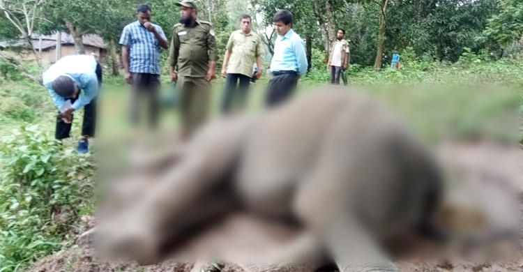 শরীরে আঘাতের চিহ্ন, বাঁচানো গেলো না হাতিটি