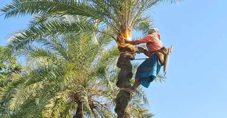 ঝালকাঠিতে খেজুরের রস এখন ‌‘সোনার হরিণ’