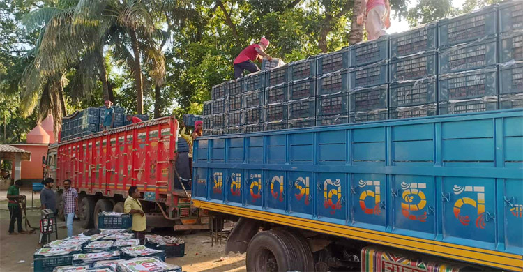 হিলি স্থলবন্দর দিয়ে এসেছে ২৮ টন টমেটো