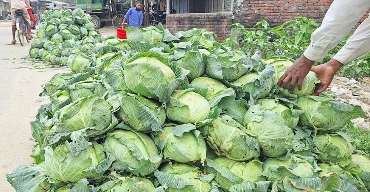 বাঁধাকপি পিস ৫ টাকা