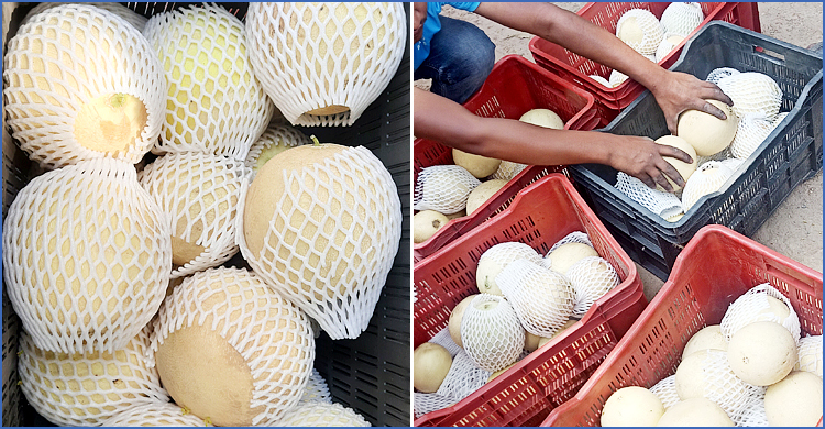 দেশে আমদানি হচ্ছে মাস্ক মেলন