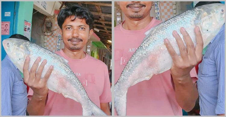 এক ইলিশের দাম ৬ হাজার টাকা