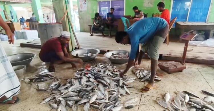জাল ফেলতেই উঠে এলো ৪৩ মণ ইলিশ, ২০ লাখে বিক্রি