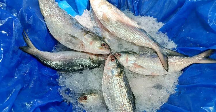 মৌসুমের শুরুতে নাগালের বাইরে ইলিশের দাম