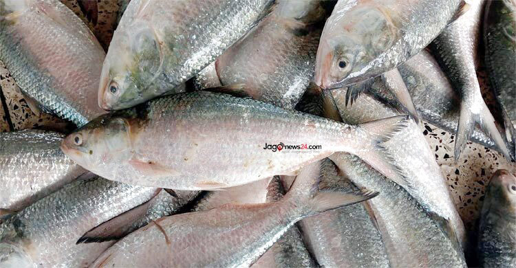 Govt okays exporting 1,200 tonnes of hilsa to India ahead of Durga Puja