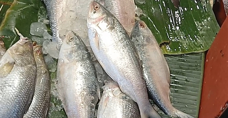পশ্চিমবঙ্গে নিষেধাজ্ঞা শেষে ধরা পড়ছে ইলিশ