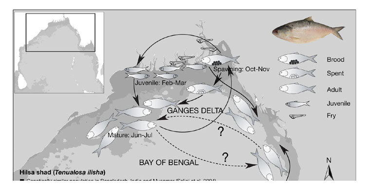 Severe siltation in 52 river points threatens hilsa spawning