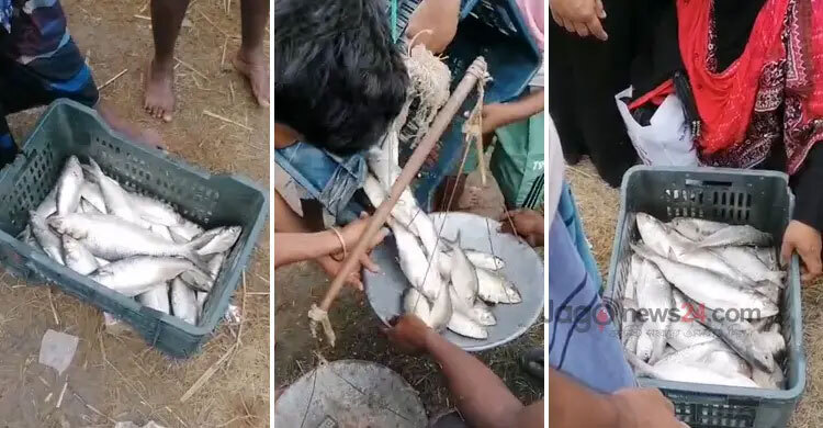 Fishers defy ban, hunt hilsa on Padma, Meghna by night, sell by dawn