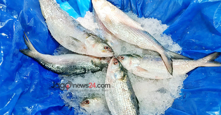 ইলিশের সংকট বাজারে, চড়া দামে পাতে তোলা দায়