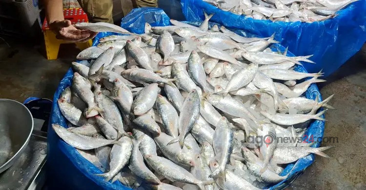 ধরপাকড় চললেও বন্ধ নেই ইলিশ শিকার