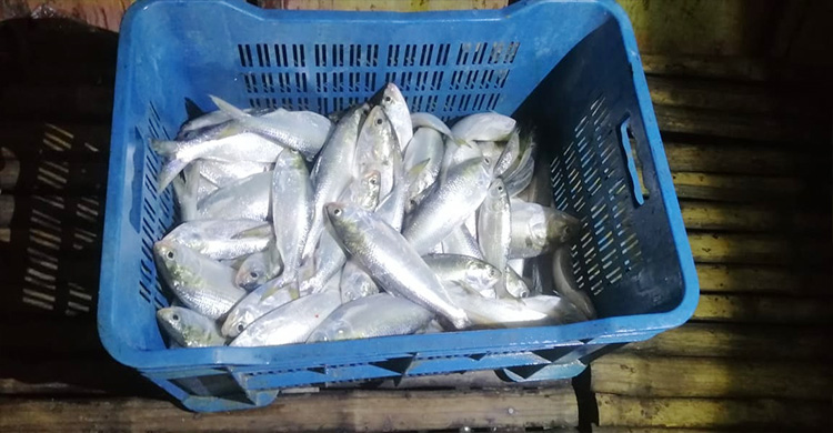 রাজবাড়ীতে নিষেধাজ্ঞা অমান্য করে মাছ ধরায় ১৪ জেলের কারাদণ্ড