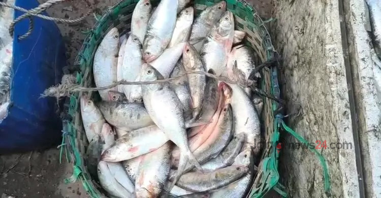 ধরপাকড় চললেও বন্ধ নেই ইলিশ শিকার